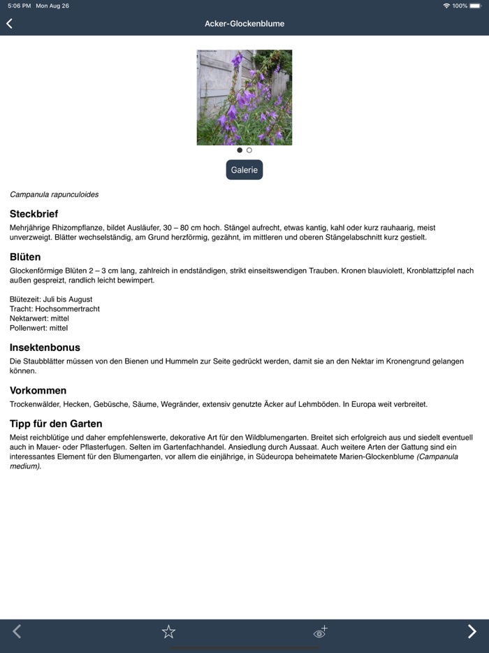 Bienenpflanzen für den Garten