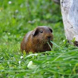 Guinea Pig HQ - High Quality