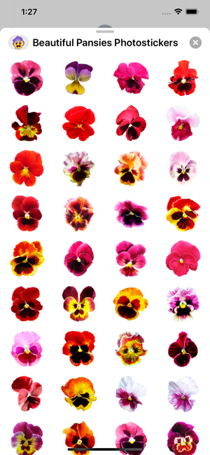 Beautiful Pansies Stickers(圖3)-速報App