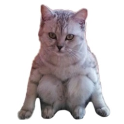 Strange Cats Sticker Pack