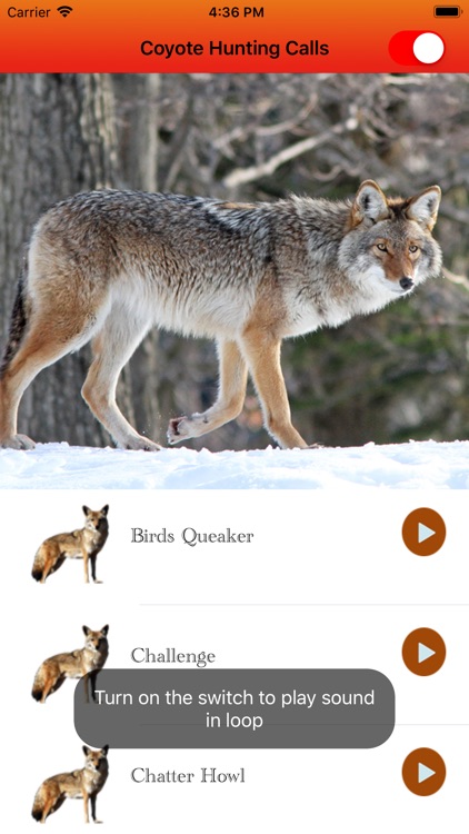 Coyote Hunting Calls Full