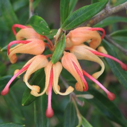 Wildflowers of WA