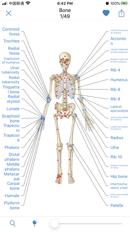 Human Anatomy -Anatomical term