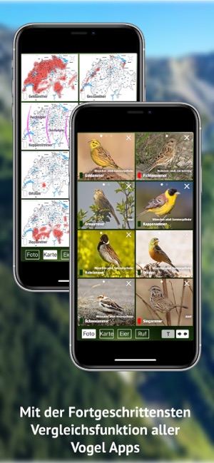 Alle Vögel Schweiz - Fotoguide(圖7)-速報App