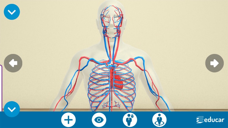 Mi Cuerpo Humano en 3D