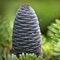 With the help of this app, you can easily determine a conifer