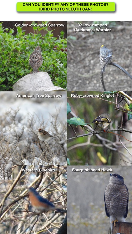 iBird Photo Sleuth