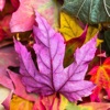 Icon Autumn Wallpapers: HD