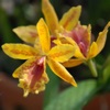 Orchid Hybrids กล้วยไม้ลูกผสม