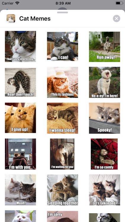 Cat Memes Sticker Pack