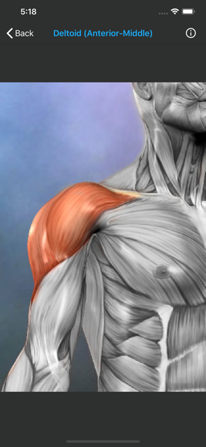 Muscles: Quiz & Reference(圖9)-速報App