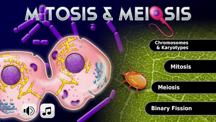 Biology Mitosis & Meiosis Lite