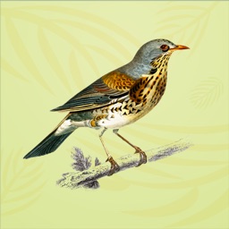 Vintage Bird Stickers