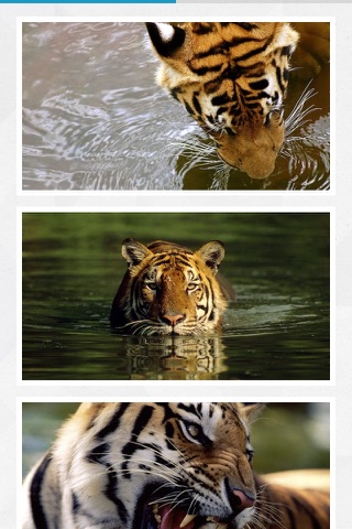 WWF Together - náhled