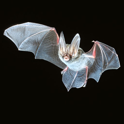 Georgia Bats in Bridges Icon