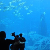 Aquarium Pack pour PC