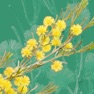 Get Wattle - Acacias of Australia for iOS, iPhone, iPad Aso Report