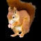 Animals in the forest - an app about the animals living in the forest with tons of informations and images