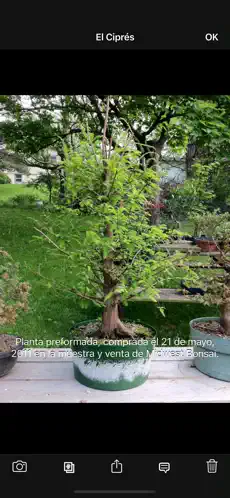 Ergreifen 3 Bonsai Album Lite iphone