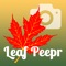 Yankee Magazine's Leaf Peepr app helps fall-foliage fans find and report on the best and brightest colors in the United States