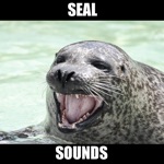 Seal Sounds  Seal Barking