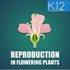 Reproduction-Flowering Plants