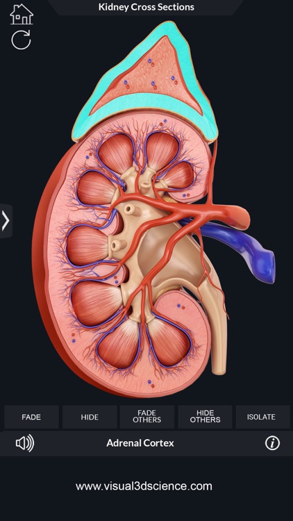 My Kidney Anatomy screenshot-3