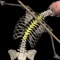 Learn How to identify Common Postural Disorders