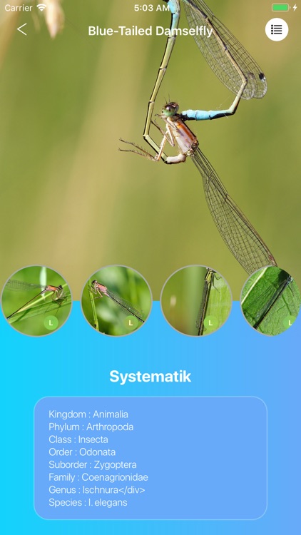 Dragonflies screenshot-3