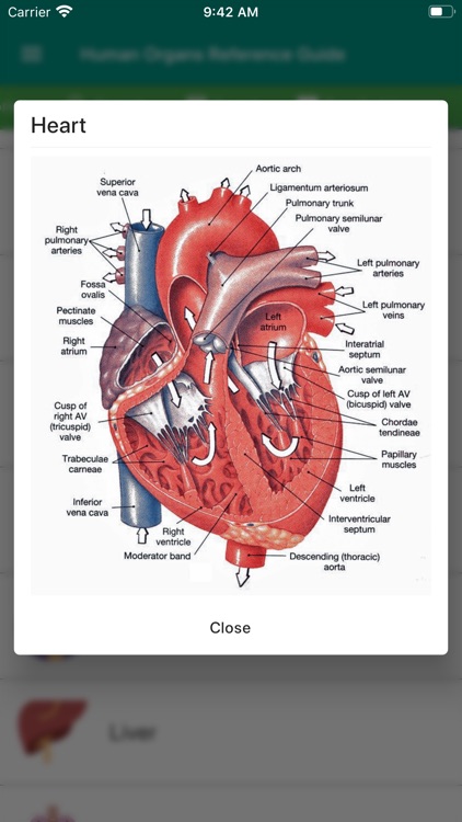 Human Organs Anatomy Reference by Faisal Akhtar