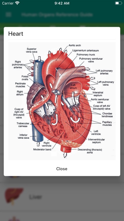 Human Organs Anatomy Reference