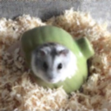 Activities of Hamster Slider Puzzle