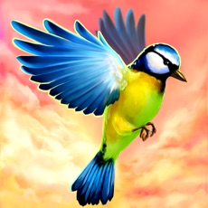 Activities of Bird Fly High 3D Simulator