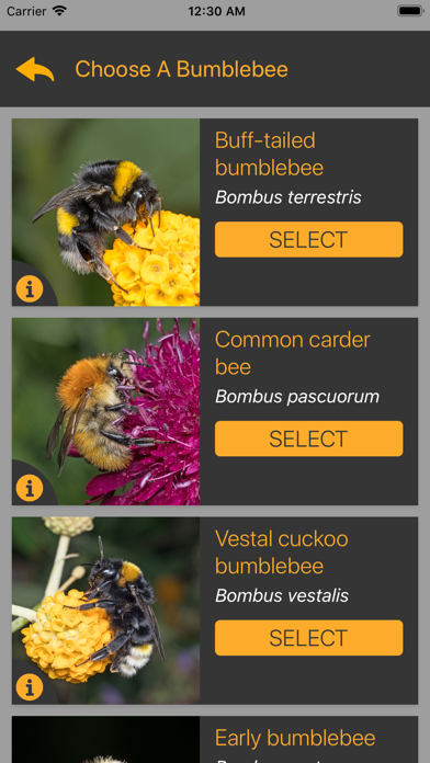 Bumblr - Guernsey Bumblebees screenshot 2