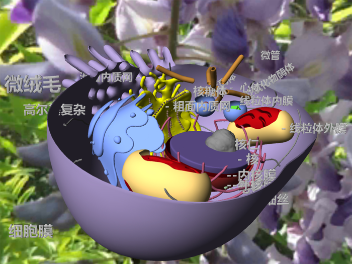 3D细胞结构（动物，植物，原核生物