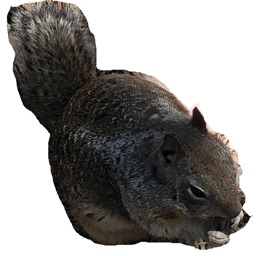 Squirrelly