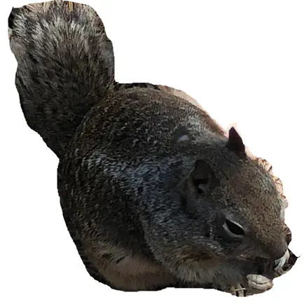 Squirrelly Читы