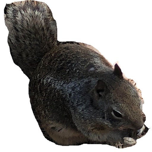 Squirrelly