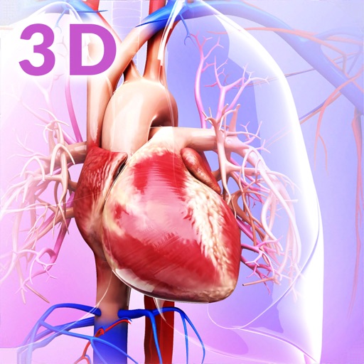 My Circulatory System Anatomy