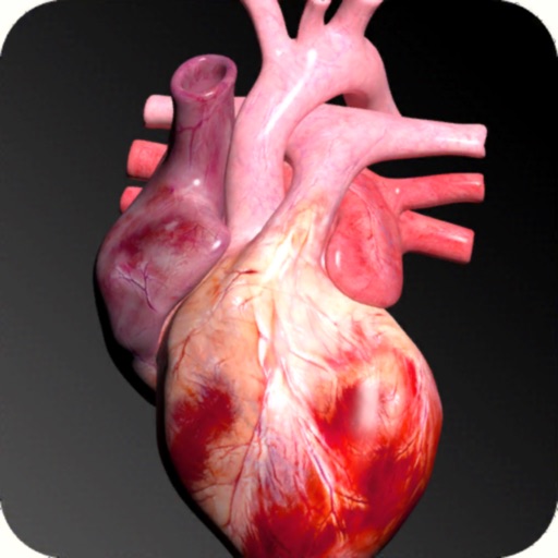 Circulatory System 3D Anatomy Icon