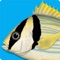 Identify the marine fishes caught in fishing, observed or photographed in dives or even at the time of fish purchase in a fish shop