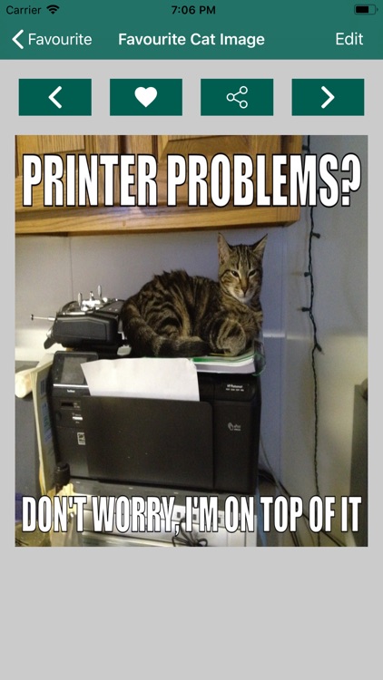 Cat Images - Random screenshot-7