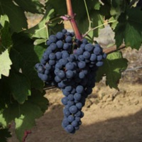 Triple Oak Vineyard