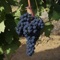 Welcome to the Triple Oak Vineyard App, a micro producer (200 to 300 cases / year) of fine wines for the discerning consumer