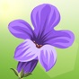 Lucky Lavender app download
