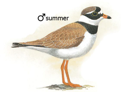 Eastern Europe Birds - náhled