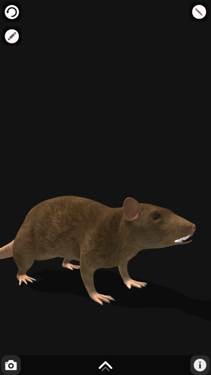 Rattus AR