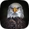 Animal Wallpapers & Themes - iPhoneアプリ