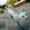 My Kitten Cat Race: Animal Run