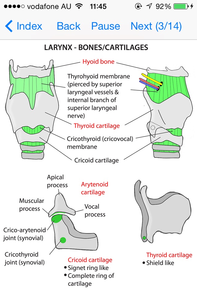 Anatomy Lectures Head and Neck screenshot 2